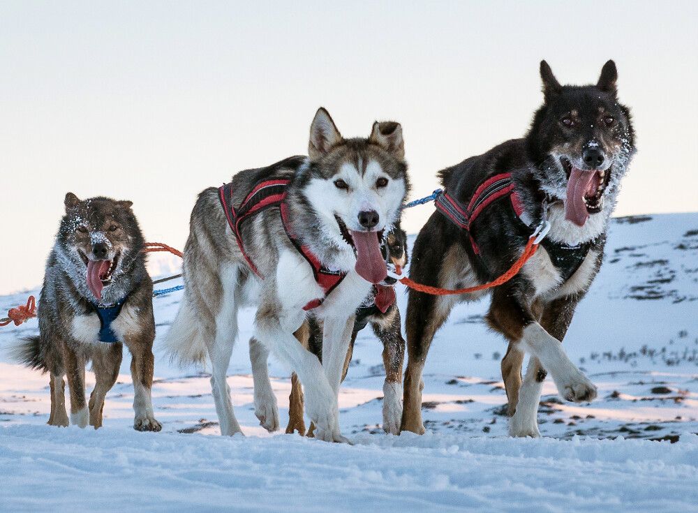 Finnland | Lappland - Husky-Wintertraum: Sportlich